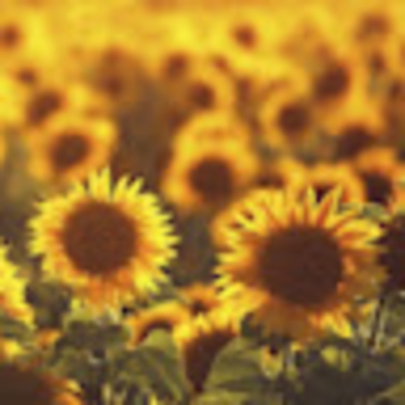 Meet your Posher, Raine - Picture 1 of 1